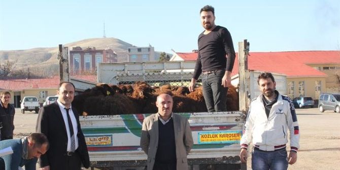 Muş’ta Genç Çiftçilere 240 Koyun Dağıtıldı