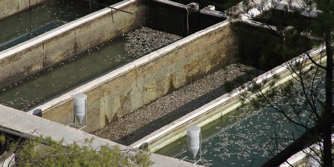 Muğla’da Milyonlarca Balık Telef Oldu