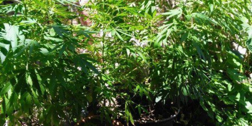 Kocaeli’de Uyuşturucu Operasyonu