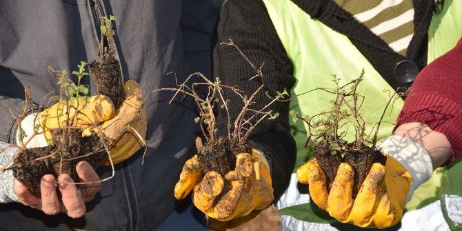 Türkiye’nin İlk Isırgan Otu Tarlası Giresun’un Görele İlçesinde Kuruldu