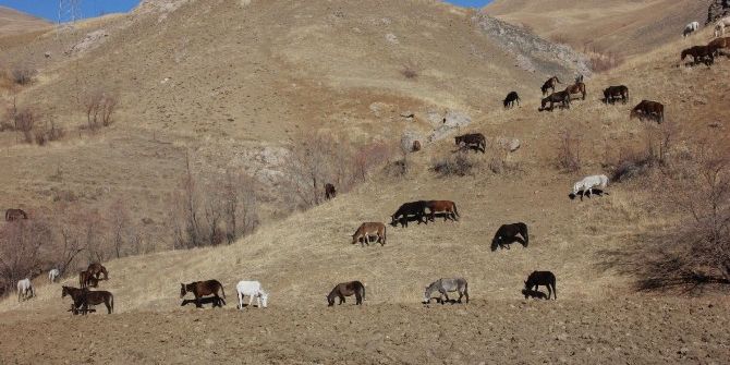 Hakkari’de 60 Katır Koruma Altında