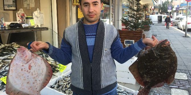 Kalkan Balığının Fiyatında Artış Yaşanıyor