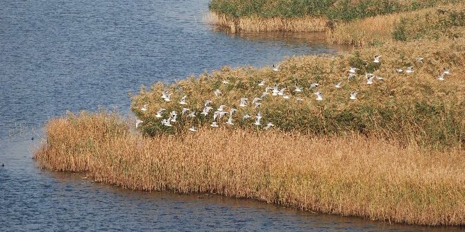 Orman Ve Su İşleri Bakanlığı Gala Gölü Milli Parkı’ndaki Kuşları Saydı