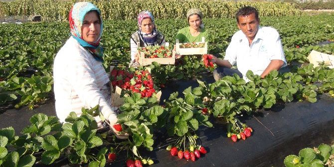 Antalya’da Kış Dönemi Çilek Hasadı Başladı