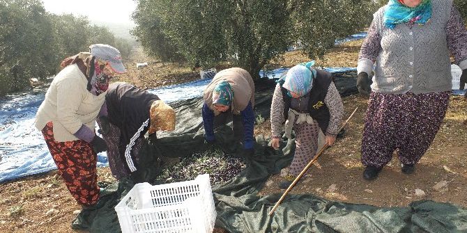 Zeytinin Dalından Sofralara Yolculuğu Başladı