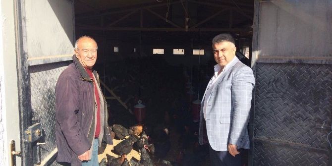 Belediye Başkanı Fatih Çalışkan, Organik Tavuk Çiftliğini İnceledi