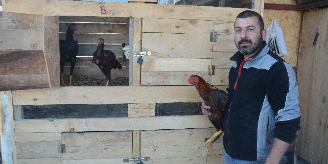 Kaportacı Ustası İş Yerinde Horoz Ve Tavuk Bakıyor