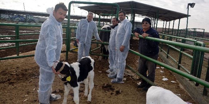 Eski Hükümlü Girişimci, Besi Hayvancılığı İçin İlk Desteğini Devletten Aldı