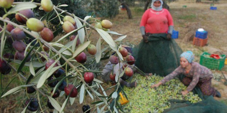Türkiye’nin İlk Zeytin Osb’sinin Temeli Burhaniye’de Atılıyor