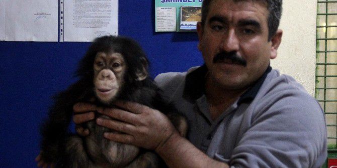 Annesinin İlgilenmediği Minik Şempanze Can’a Özel Bakım
