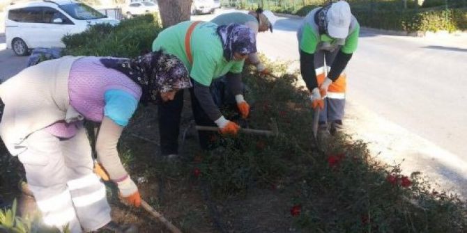 Didim’de Kış Temizliği
