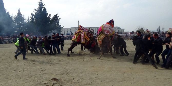 Güreşen Develer Seyircilerin Arasına Girdi