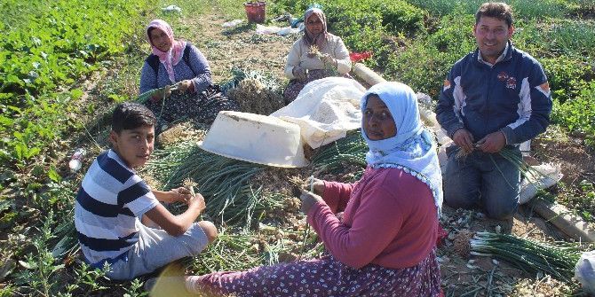 Soğan Sevdası Sayesinde “İşsizliği” Lügatlerinden Sildiler
