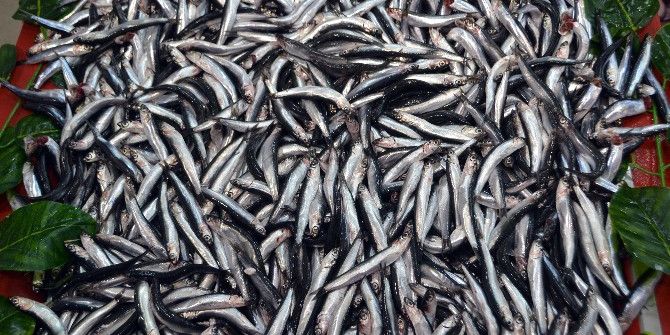 Balıkçılar İçin Sezon Bereketi Kısa Sürdü