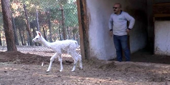 Gaziantep Hayvanat Bahçesi’ndeki Lamaların Sürpriz Doğum Sevinci