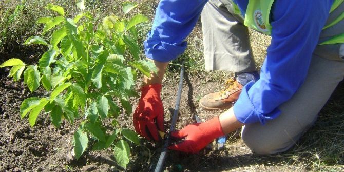 Ceviz, Domaniçliler’in Yüzünü Güldürdü
