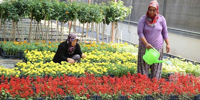 Döşemealtı Belediyesi Kendi Bitki Ve Çiçeğini Üretiyor