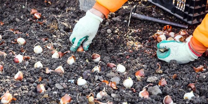 Sincan’da 2 Milyon Lale Soğanı Dikildi