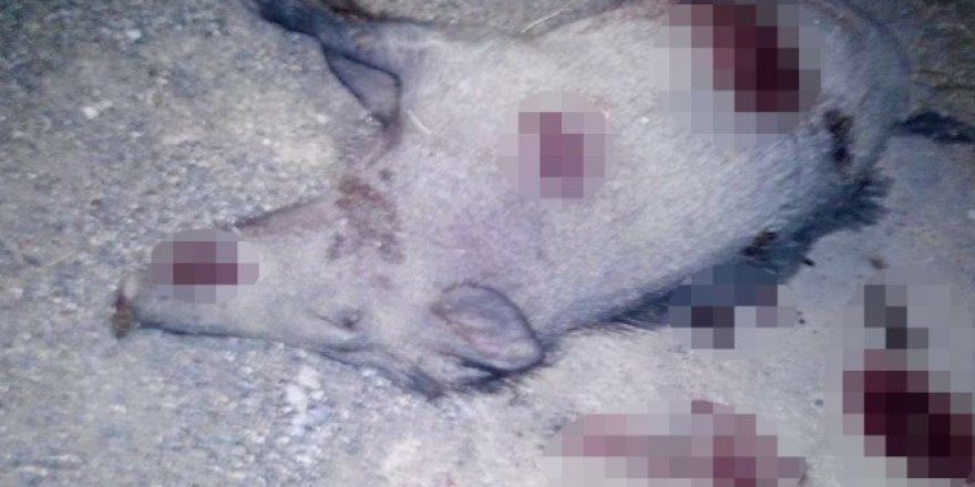 Top Oynayan Gençlere Yabani Domuz Saldırdı