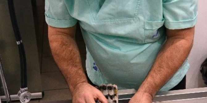Vatandaşların Bulduğu Atmaca Tedavi Edildi
