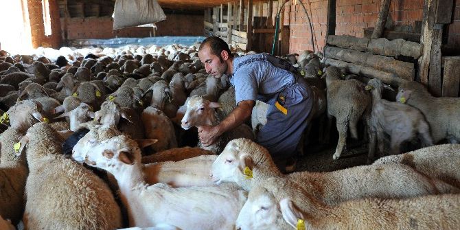 5 Bin Adet Damızlık Koyun-keçi Dağıtılacak