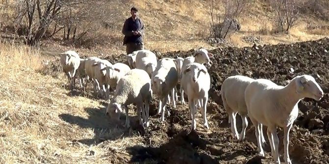 Hakkari’de Fransa Koyunu Dönemi