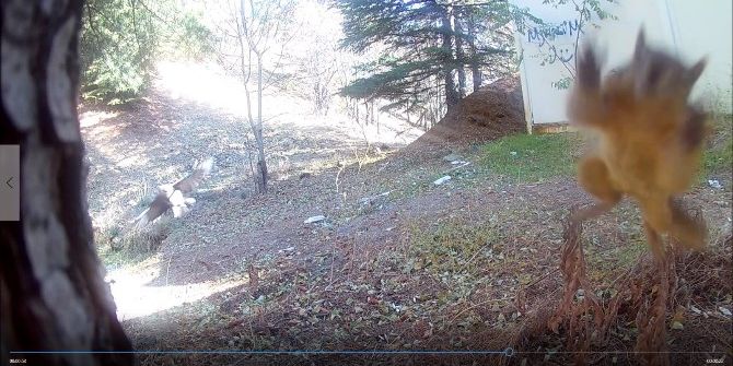 Sosyal Medyayı Sallayan Sincap...