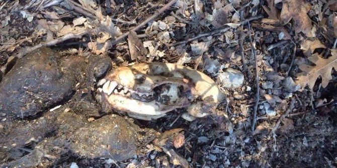 Ormanlık Alanda Leşi Bulunan Yaratık Esrarını Koruyor