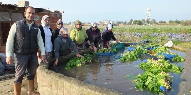 Burhaniye’ De Kışlık Sebzeler Kadınlara İş Oldu