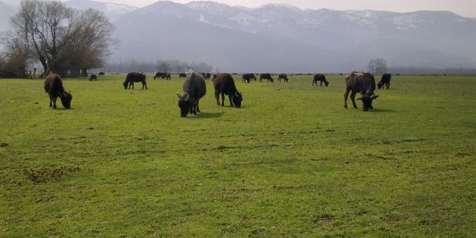 Manda Yetiştiricilerine Destek