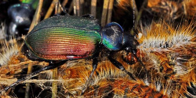 Orman Muhafızı Böcekler Kazdağları’nda