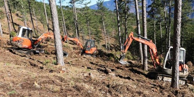Zonguldak’ta Çam Doğal Gençleştirme Çalışmaları Tamamlandı