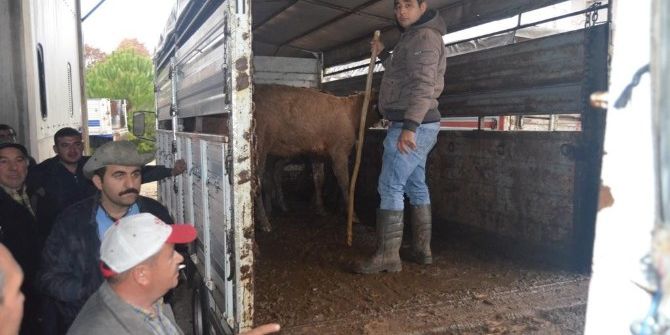 Selendili Genç Çiftçiler Büyükbaş Hayvanlarını Teslim Aldı