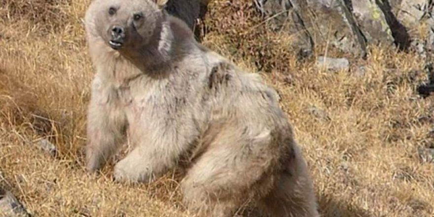 “Ayı Terörü İle Mücadele Edilmiyor”