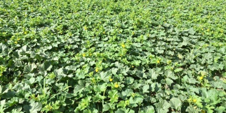 Osmaneli’de Karpuz Ve Kavun Sezonu Açıldı