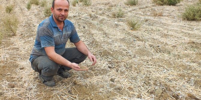 Anamurlu Üretici Kuraklıktan Buğday Ekemedi