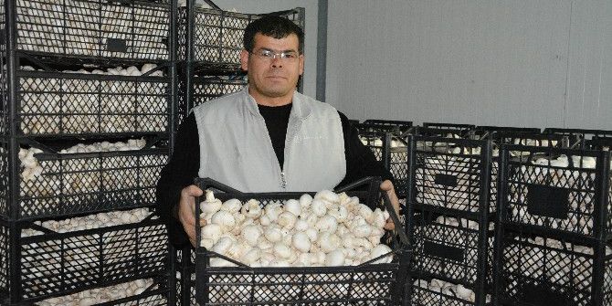 Kültür Mantarına Zam