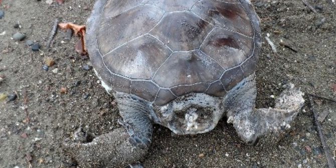 Marmaris’te Sahile Ölü Caretta Vurdu