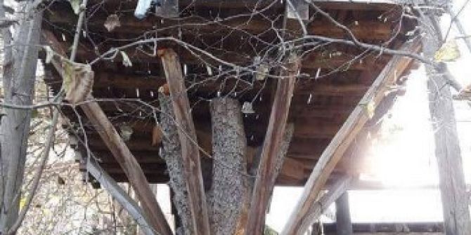 Ağaç Kökü Üstüne Kamelya Yaptı