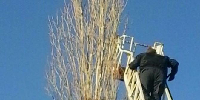 Ağaçta Mahsur Kalan Kartalın İmdadına İtfaiye Ekipleri Yetişti