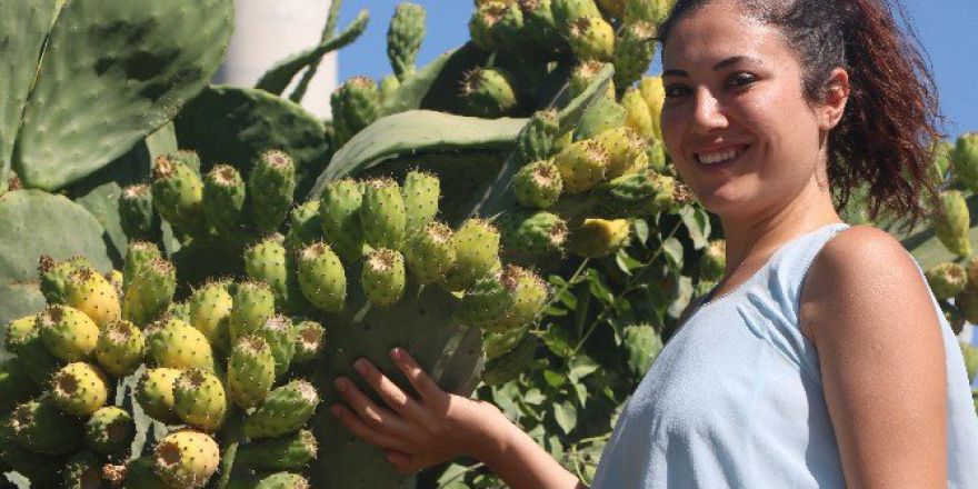 Dikenli İncir Geçim Kaynağı Oldu