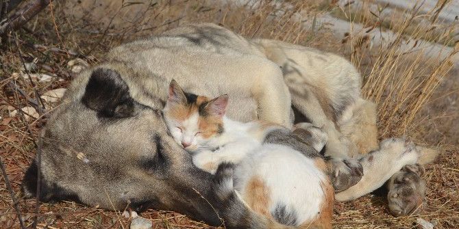 Tokat’ta Kedi İle Köpeğin Şaşırtan Dostluğu