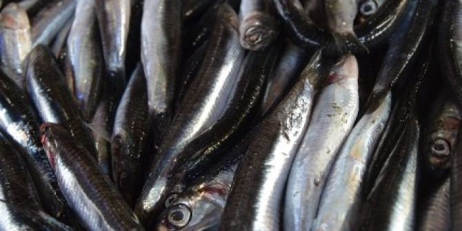 Hamsi Olmadan Asla...