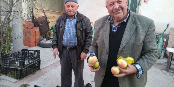 Küreci Elmasının Nesli Tükenme Riski Altında