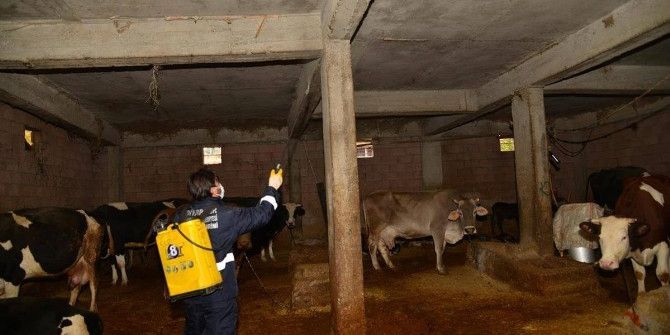 Diyarbakır’da Sineklere Karşı Kışlak Mücadele Başladı