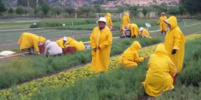 5 Buçuk Milyon Fidan Toprakla Buluşacak