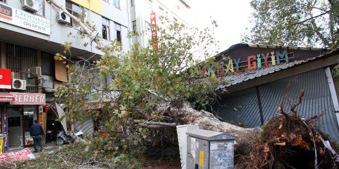 Fırtınaya Dayanamayan Asırlık Çınar İş Yerlerinin Üzerine Devrildi