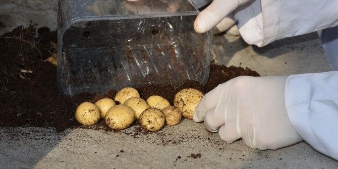 Patates Araştırma Enstitüsü Patates Hasadına Devam Ediyor