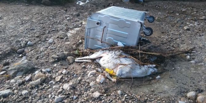 Serik’te Şiddetli Yağmur Ahırı Yıktı