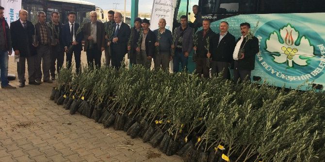 Ahmetlili Üreticilere De Zeytin Fidanı Dağıtıldı